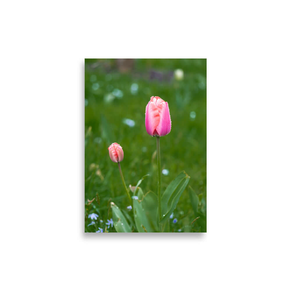 Pink tulips