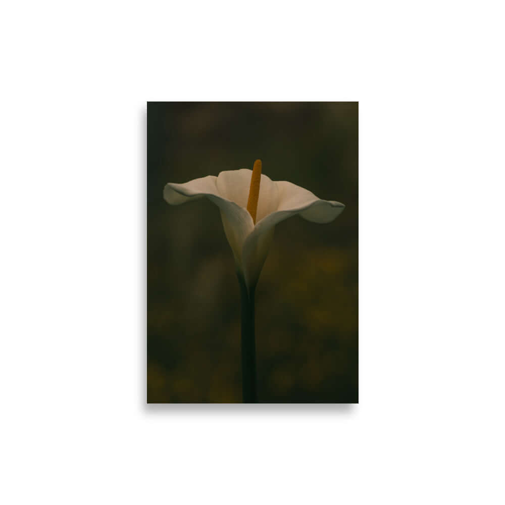 White Calla Lily flower