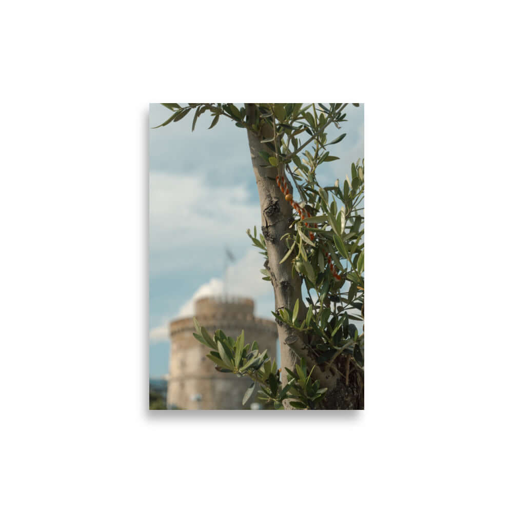 Olive tree, White tower Thessaloniki