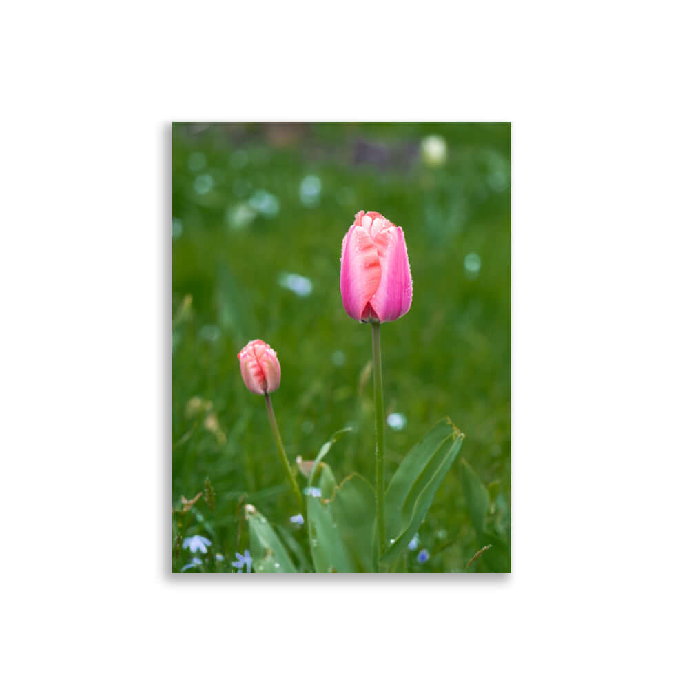 Pink tulips