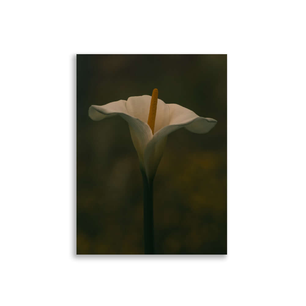 White Calla Lily flower