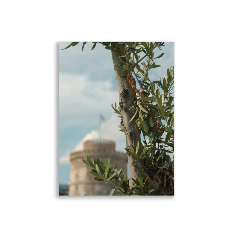 Olive tree, White tower Thessaloniki