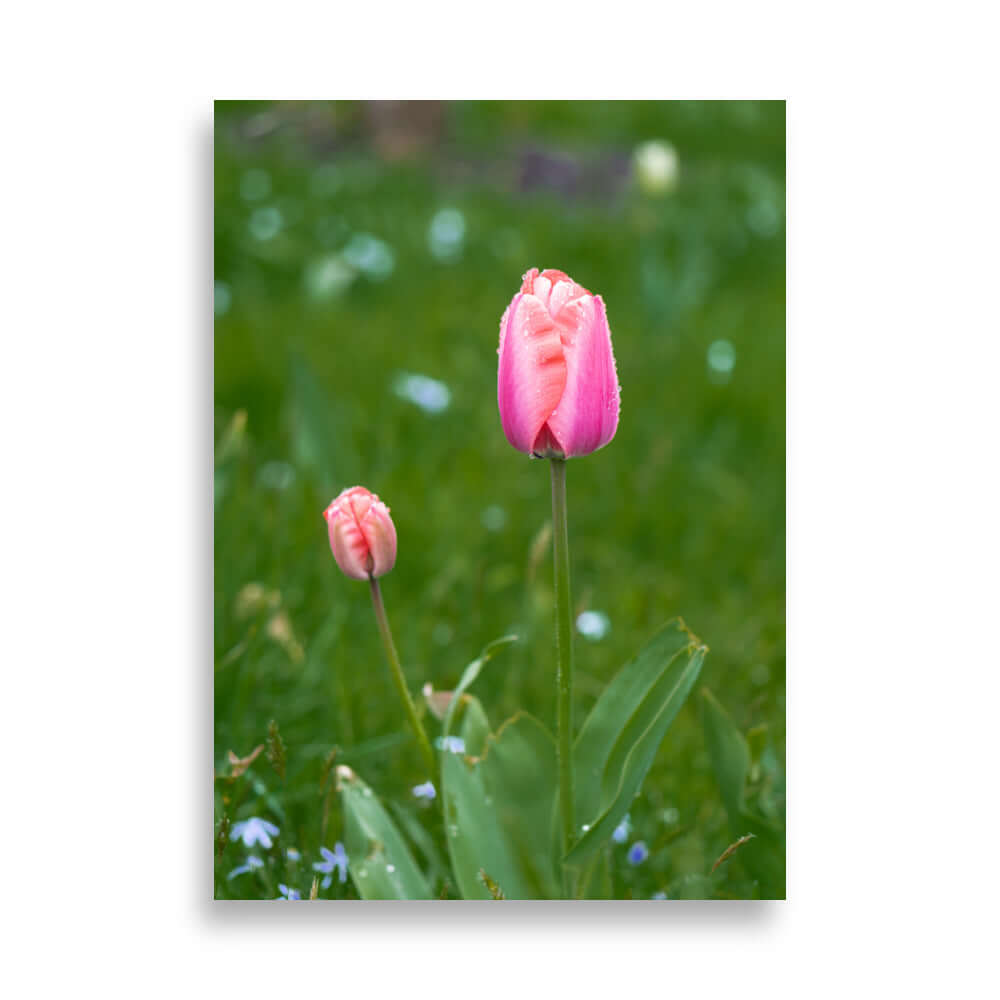 Pink tulips