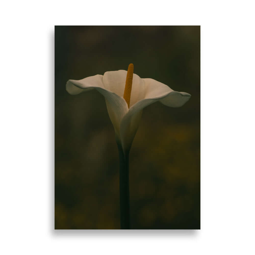 White Calla Lily flower