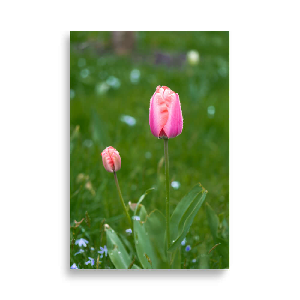 Pink tulips