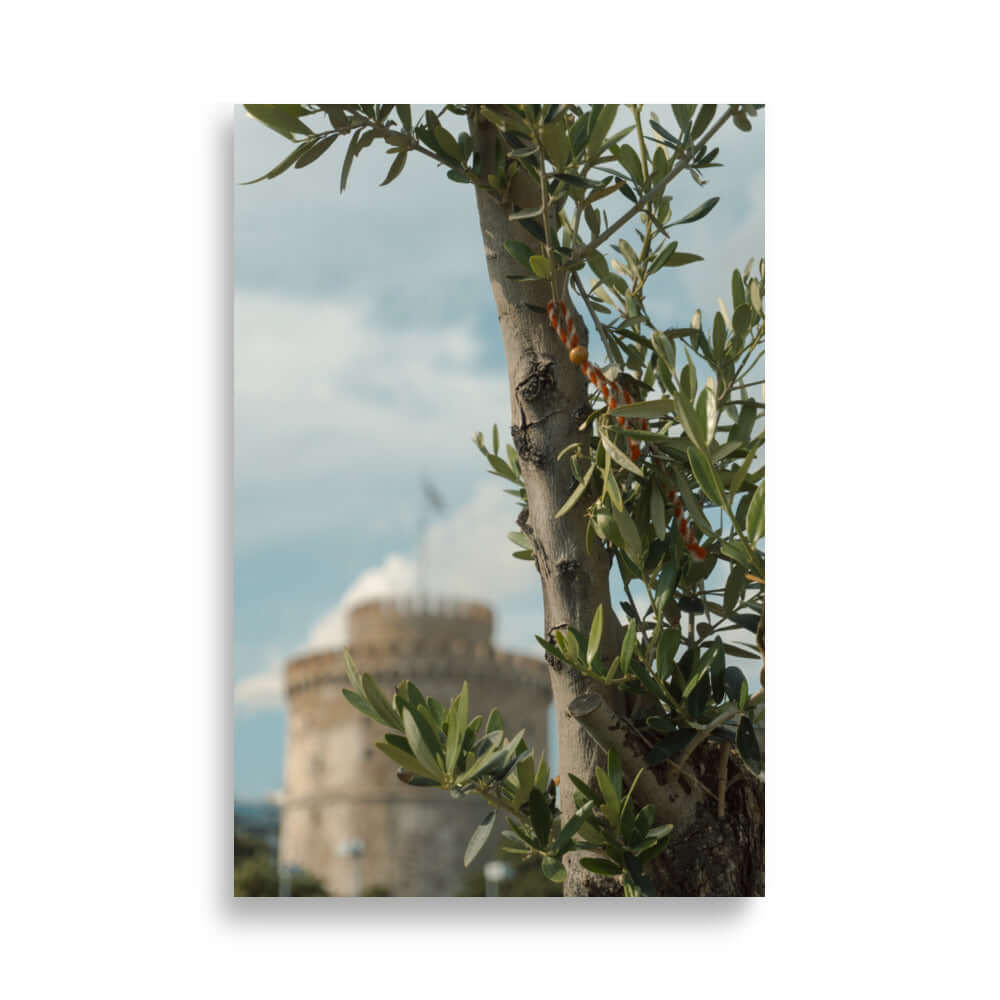 Olive tree, White tower Thessaloniki