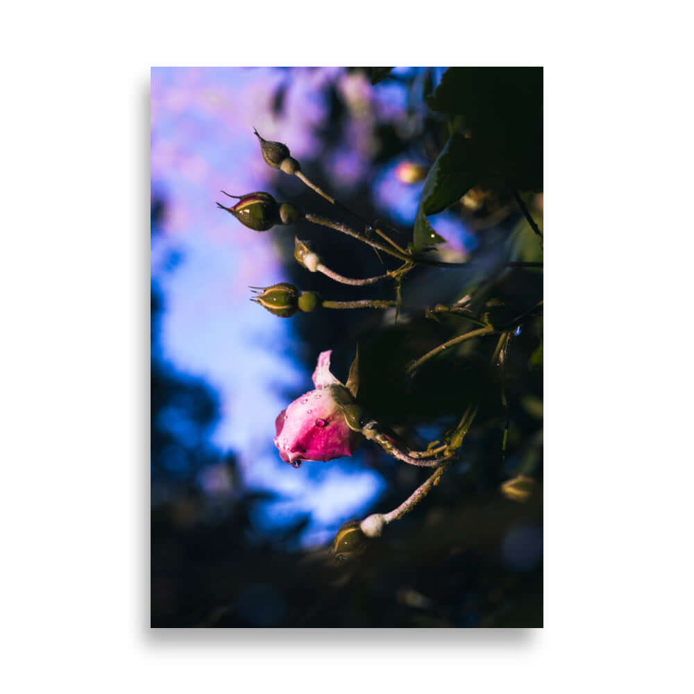 Pink rose raindrop