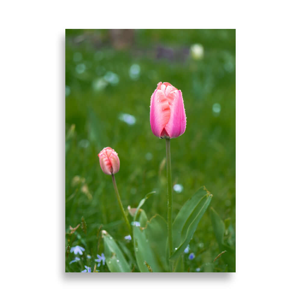 Pink tulips