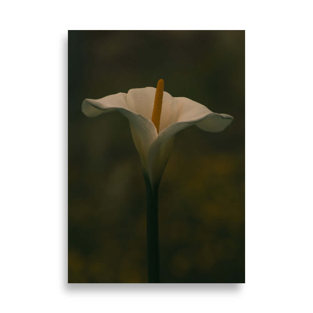 White Calla Lily flower