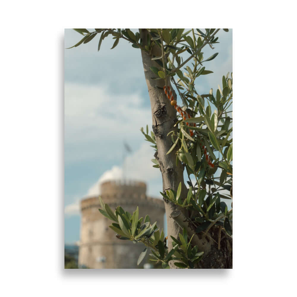 Olive tree, White tower Thessaloniki