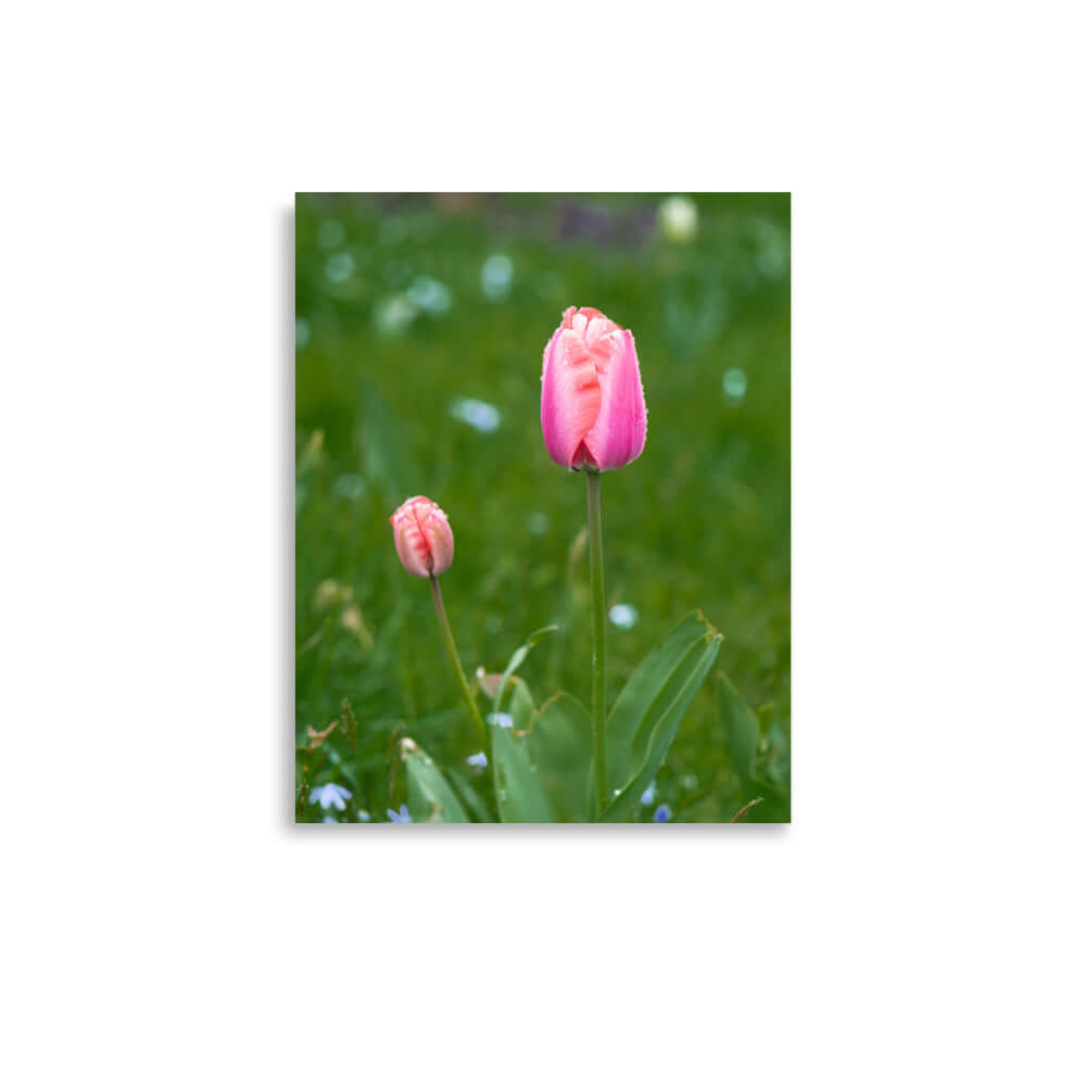 Pink tulips