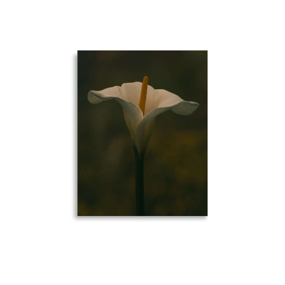 White Calla Lily flower