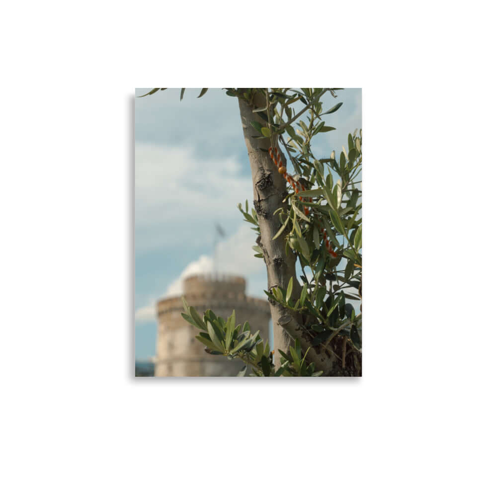 Olive tree, White tower Thessaloniki