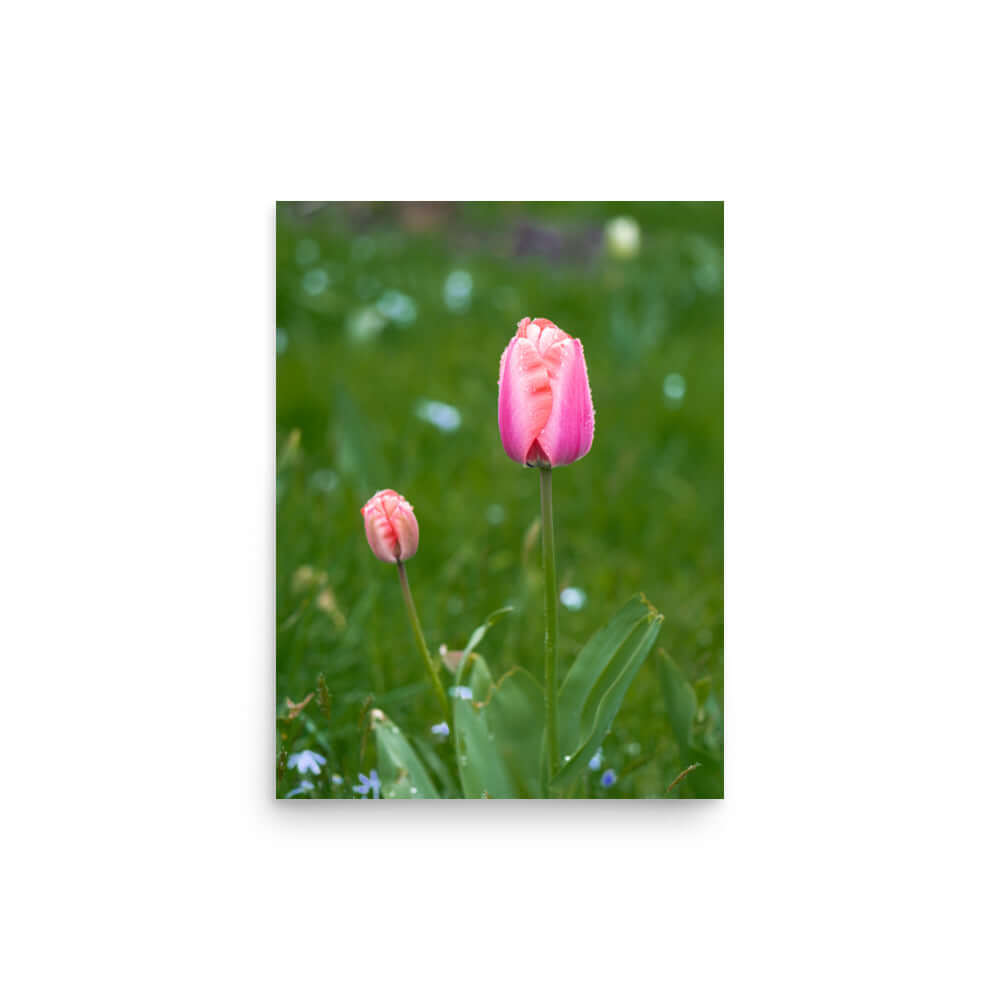 Pink tulips