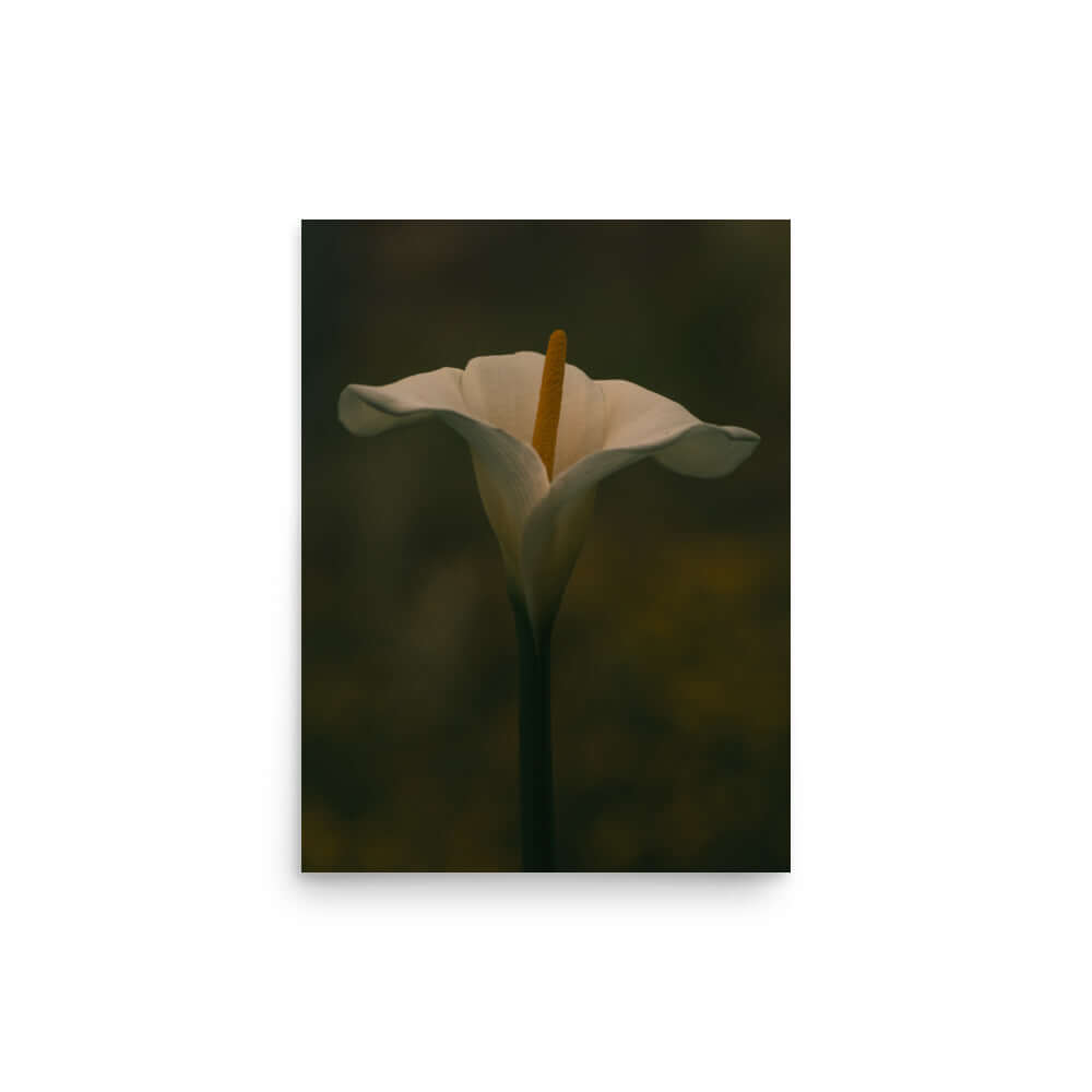 White Calla Lily flower