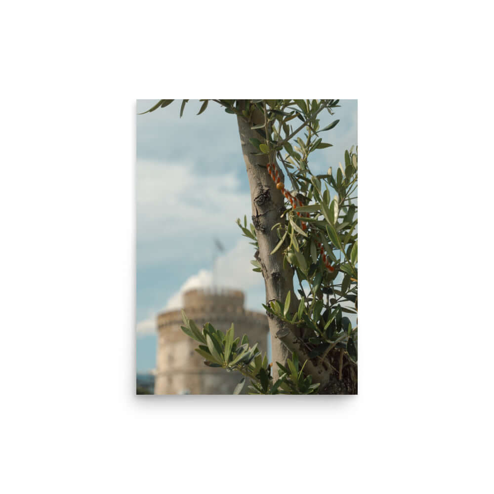 Olive tree, White tower Thessaloniki