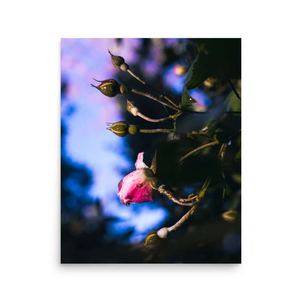 Pink rose raindrop