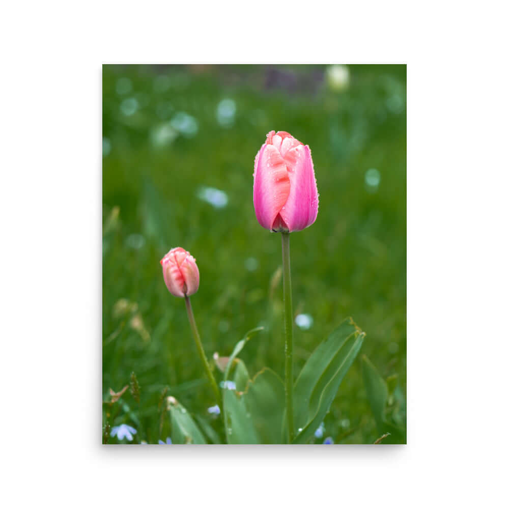 Pink tulips