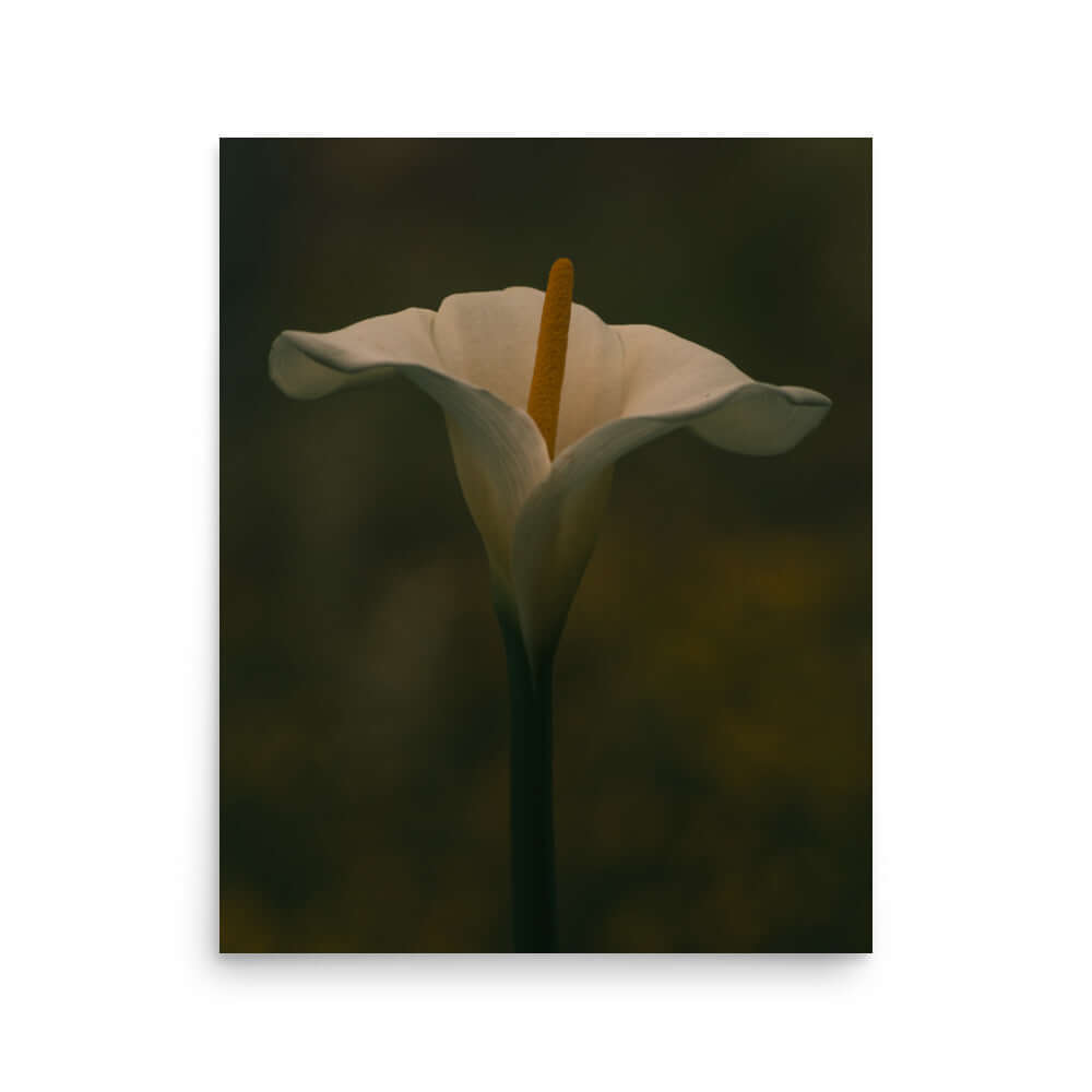 White Calla Lily flower