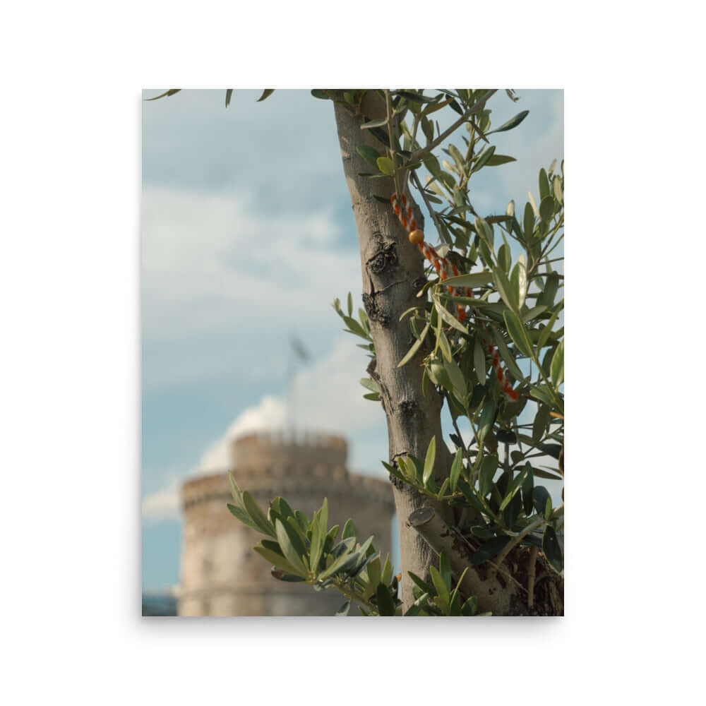 Olive tree, White tower Thessaloniki