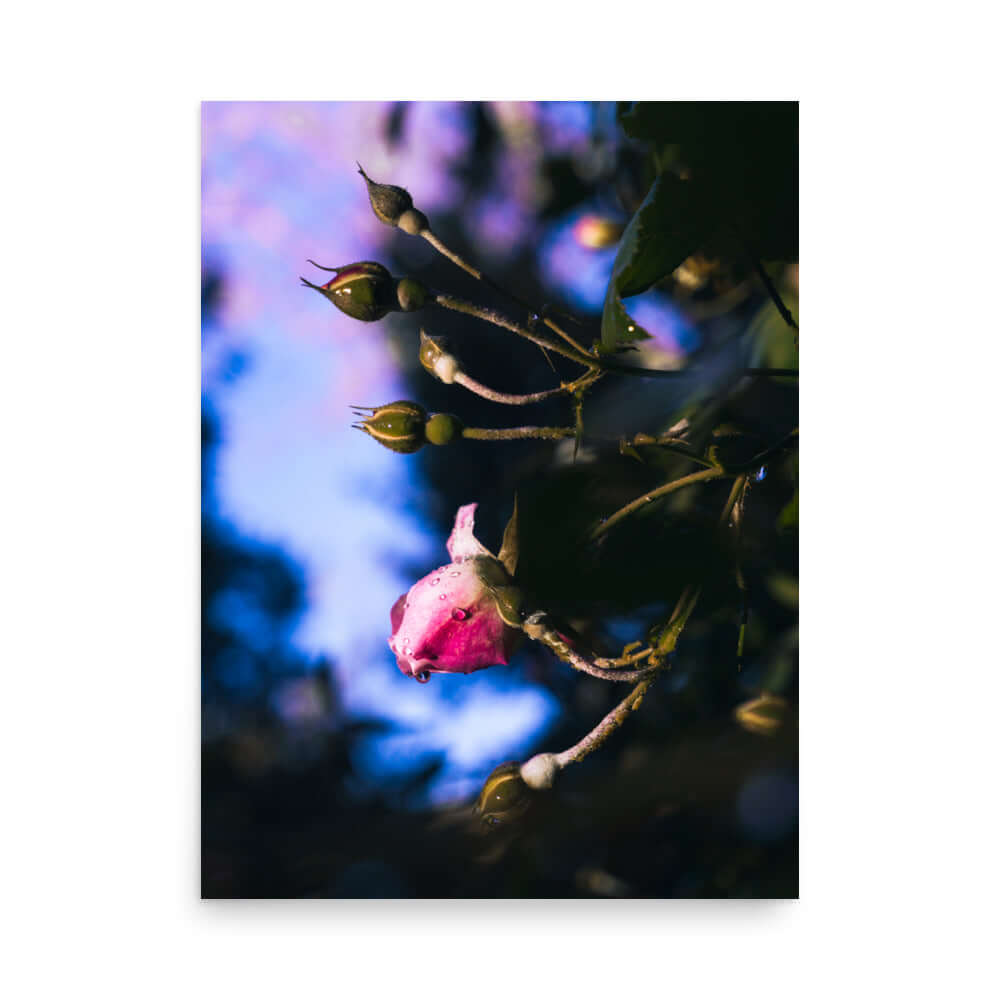 Pink rose raindrop