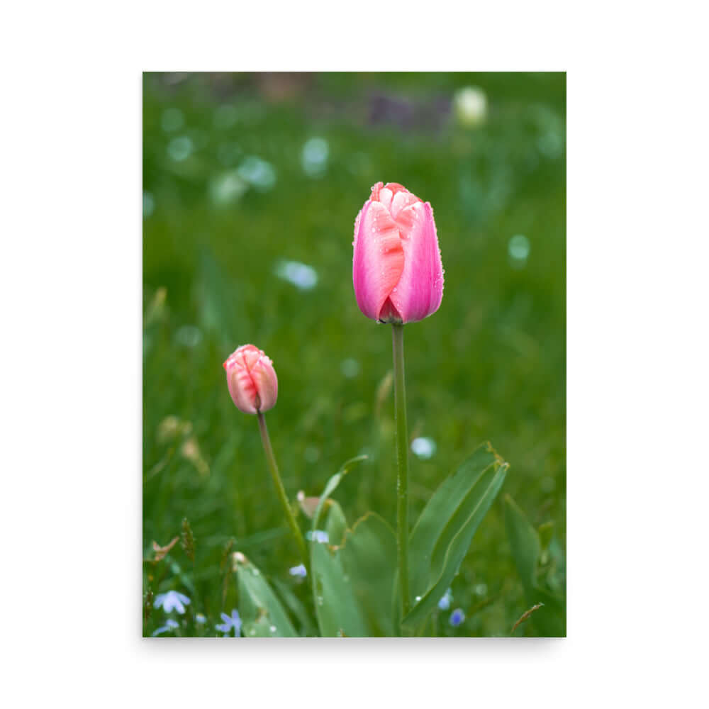 Pink tulips