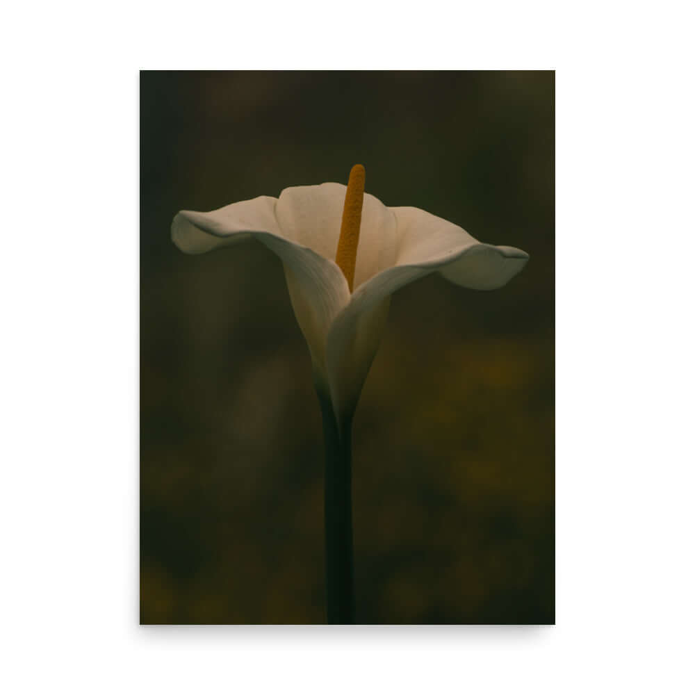 White Calla Lily flower