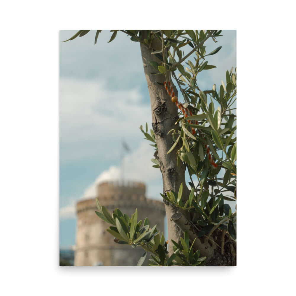 Olive tree, White tower Thessaloniki