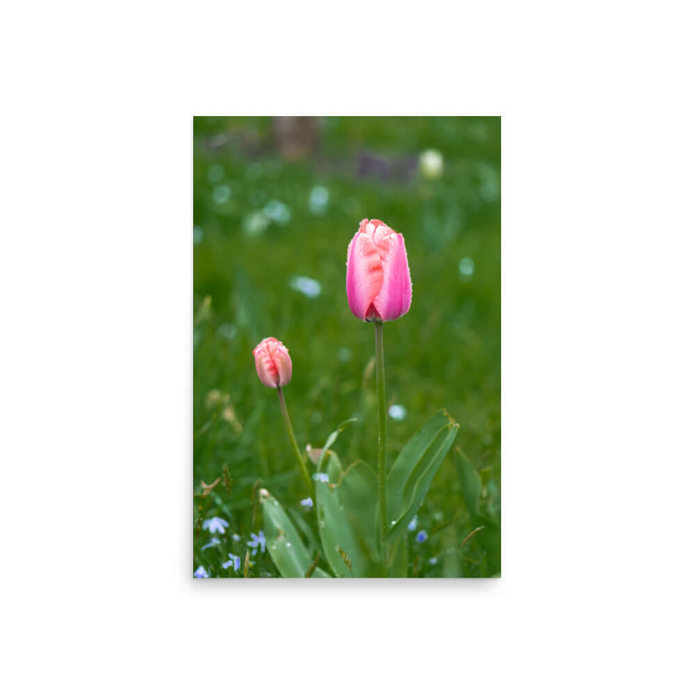 Pink tulips