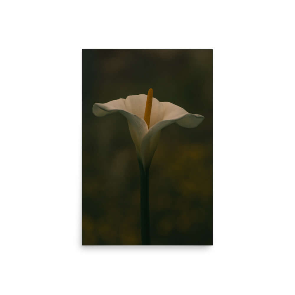 White Calla Lily flower