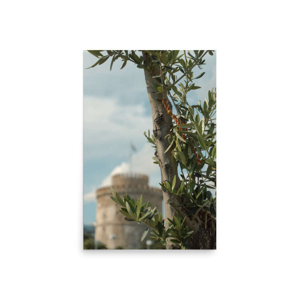 Olive tree, White tower Thessaloniki