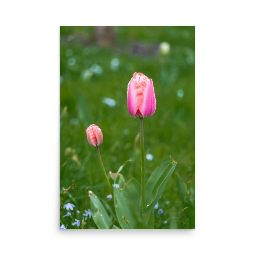 Pink tulips