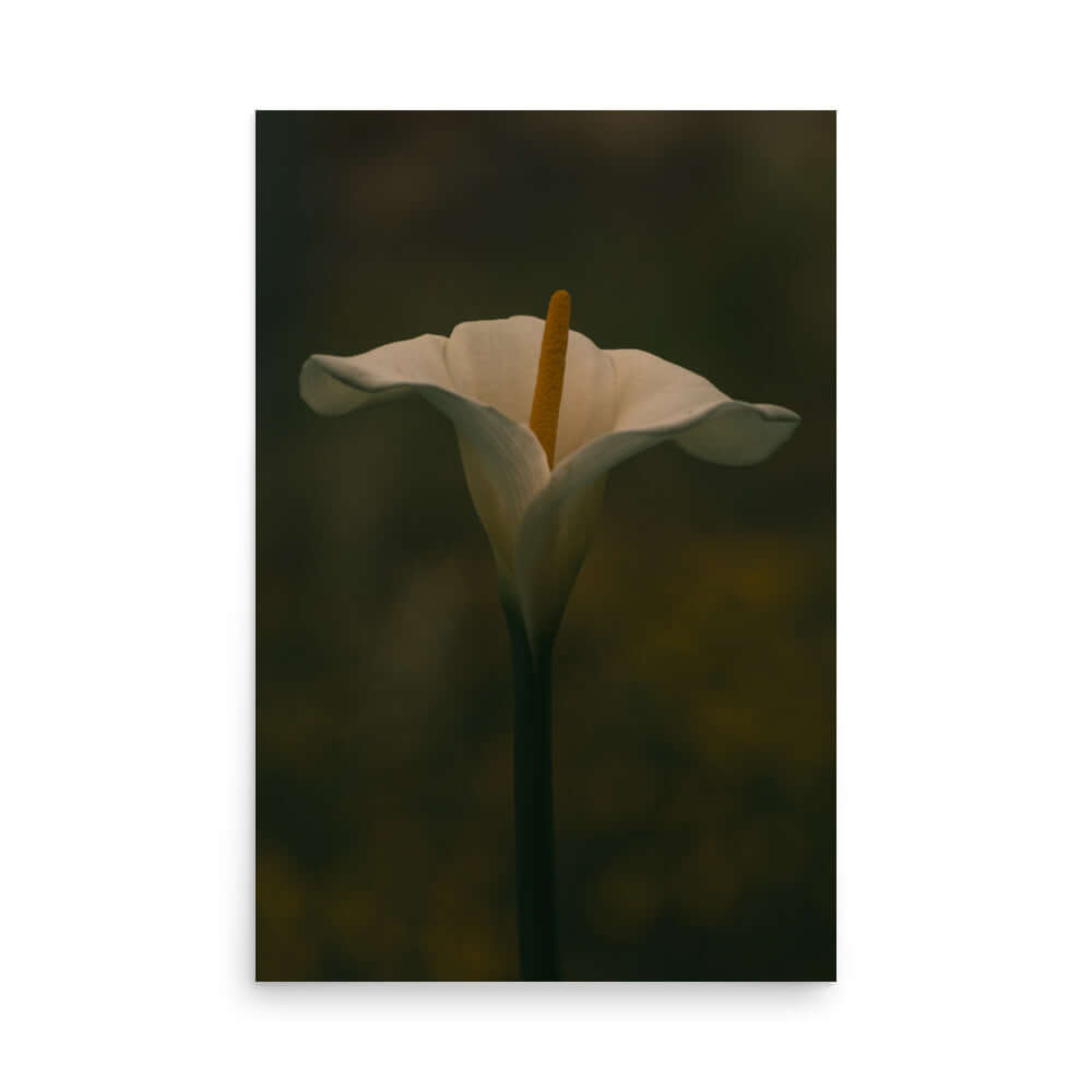 White Calla Lily flower