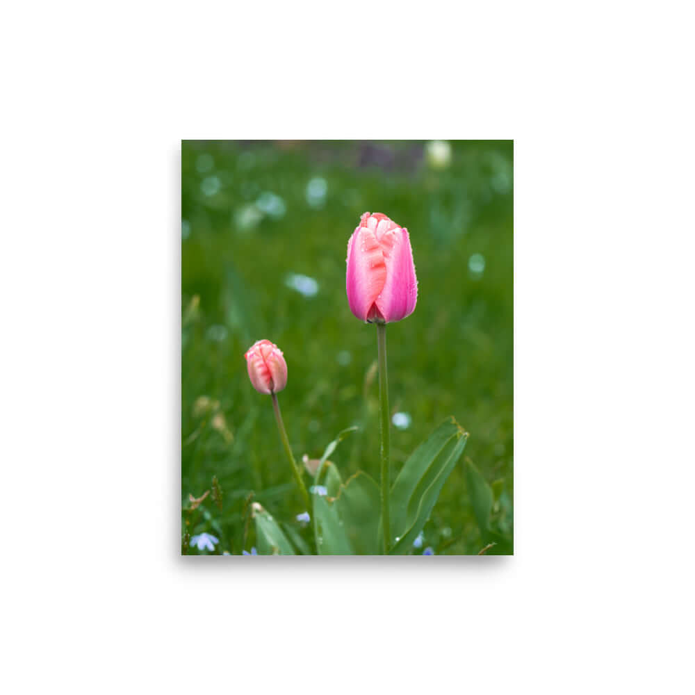 Pink tulips