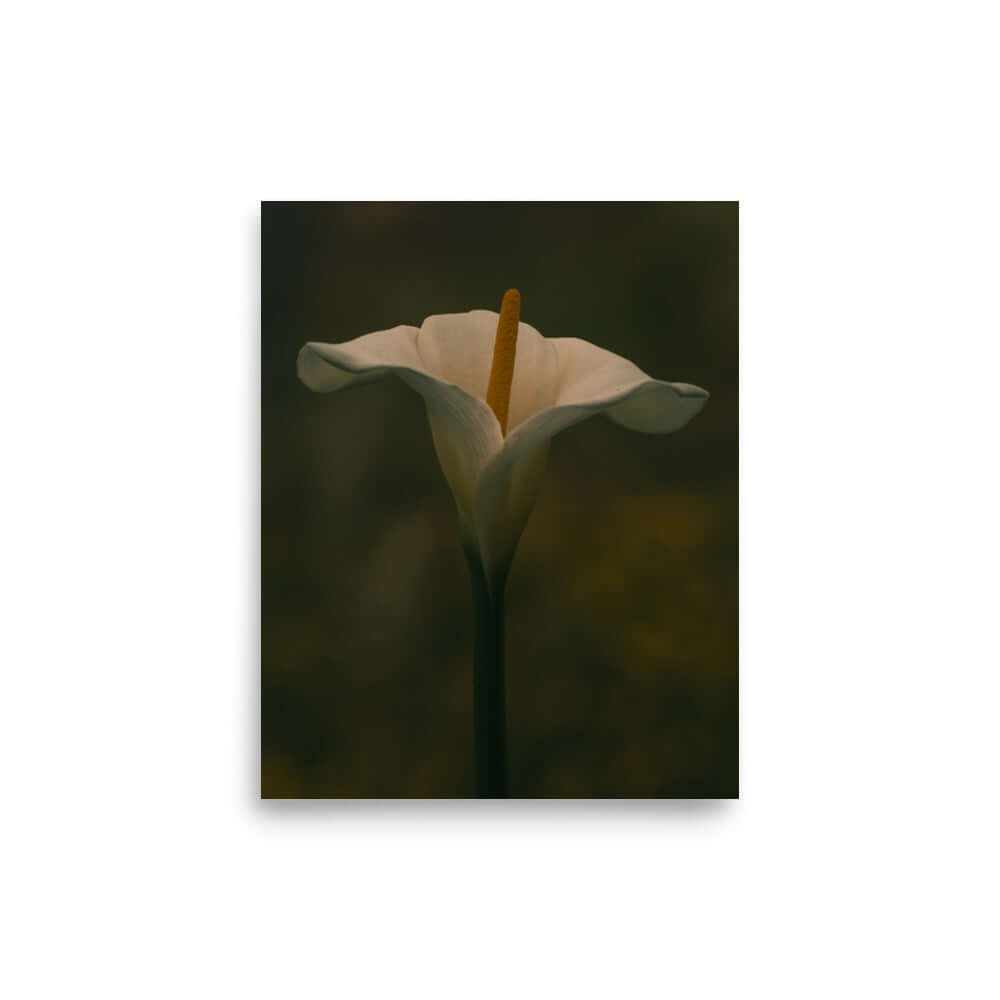 White Calla Lily flower