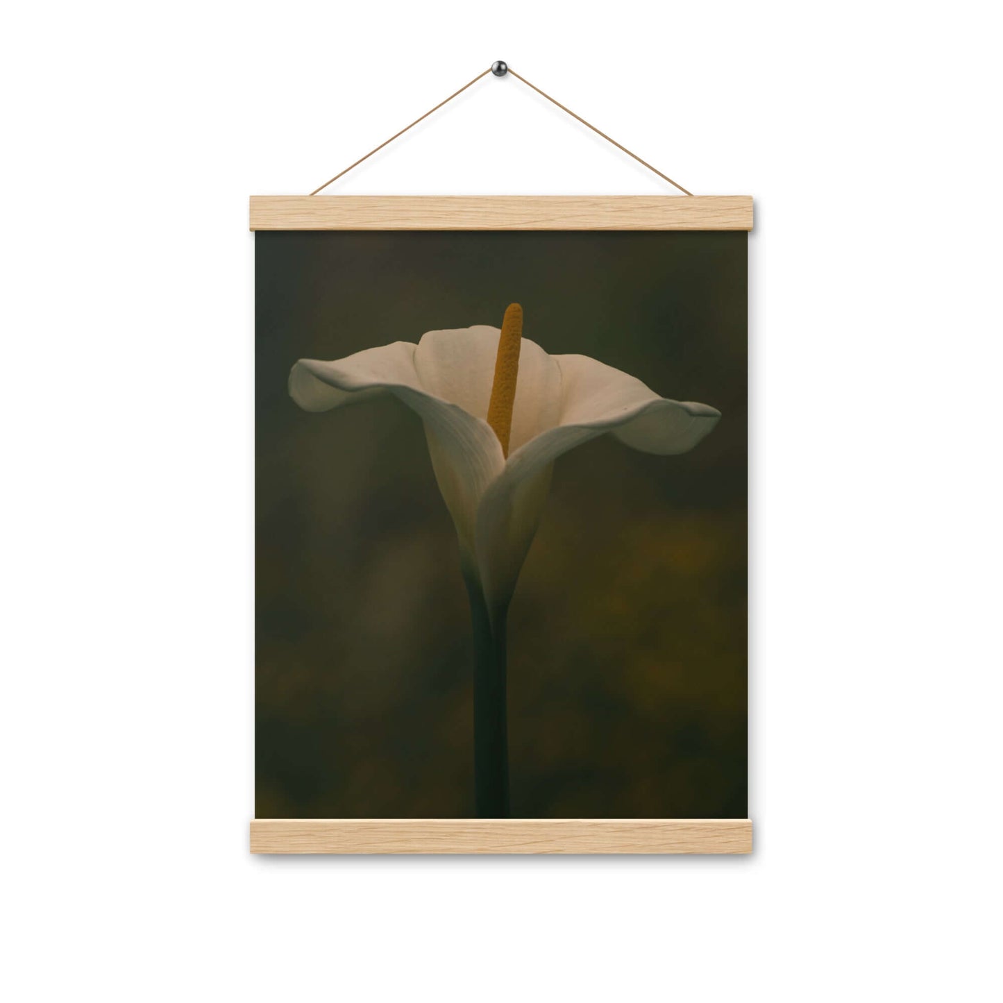 White Calla Lily flower