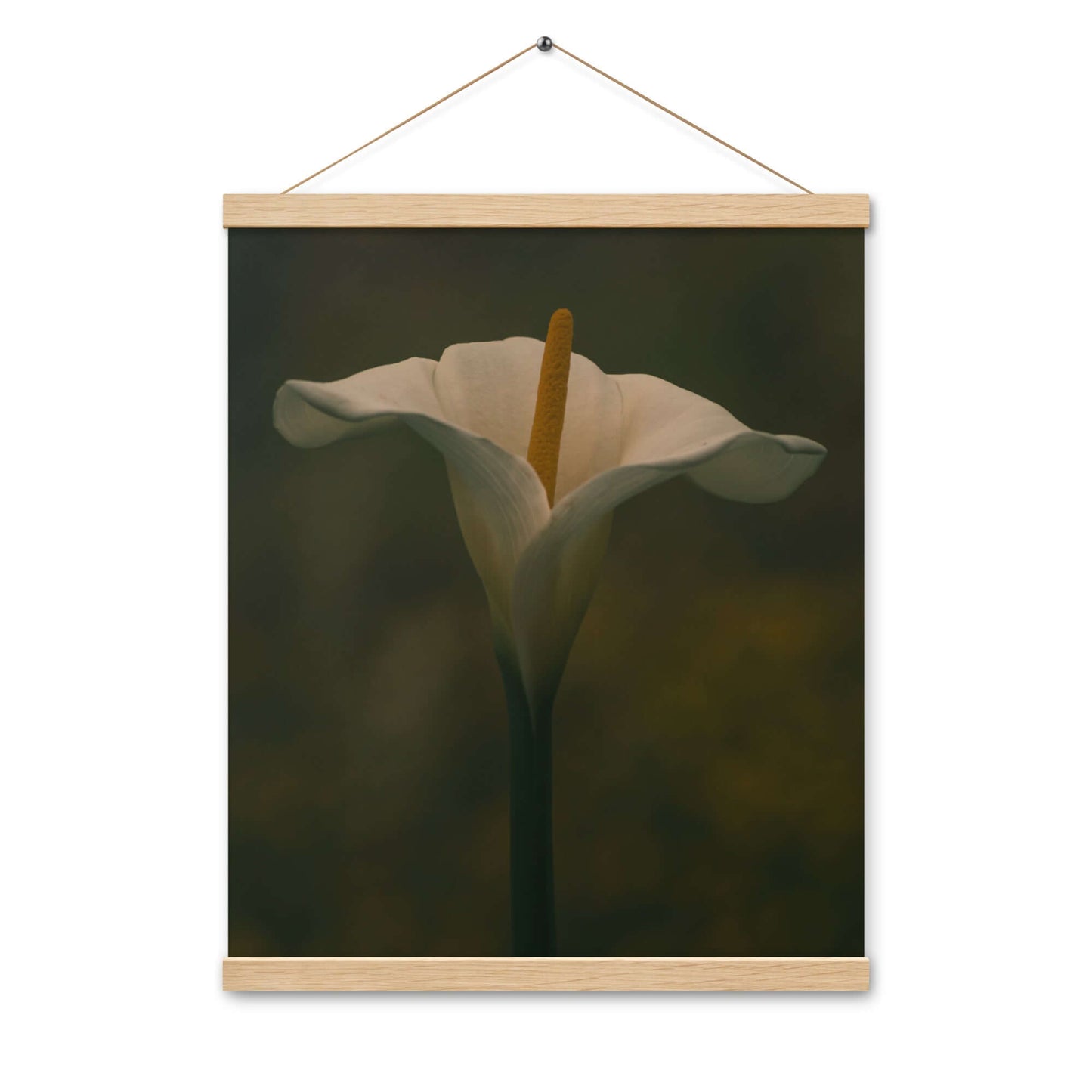 White Calla Lily flower