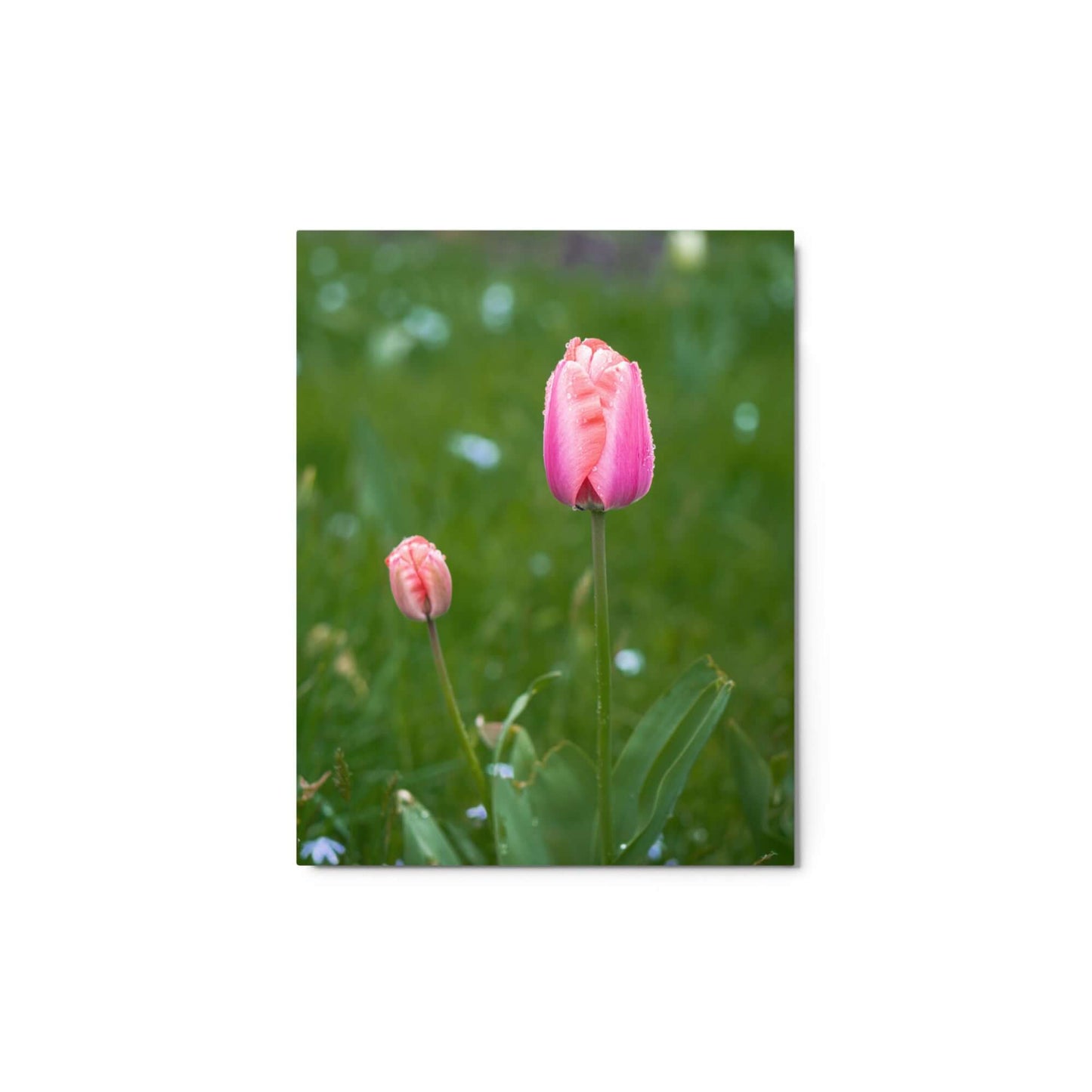 Pink tulips