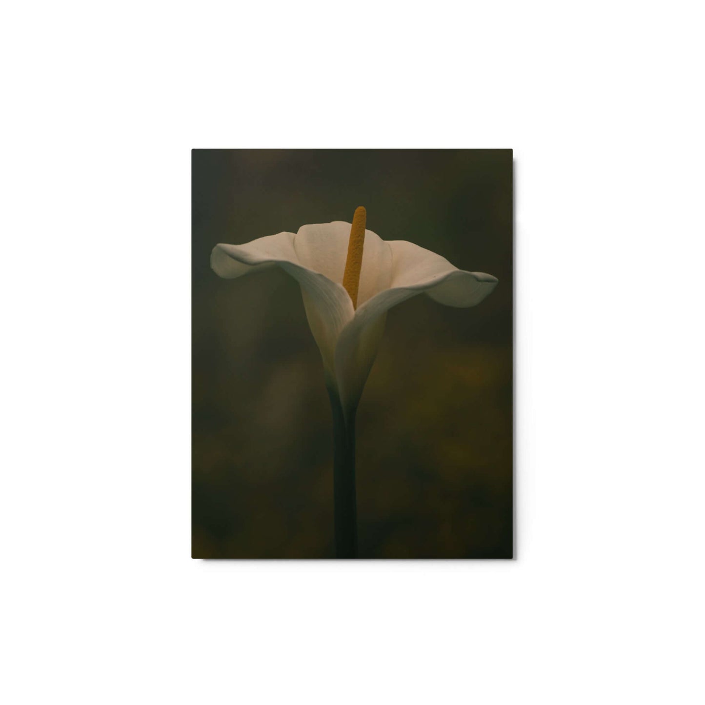 White Calla Lily flower