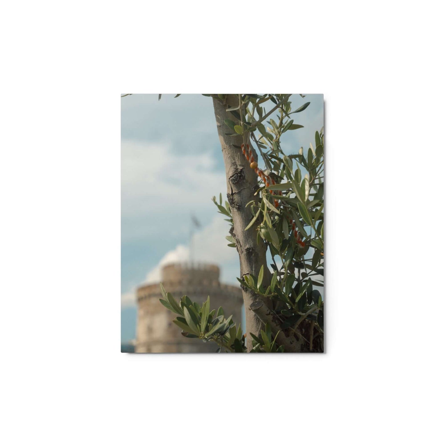 Olive tree, White tower Thessaloniki