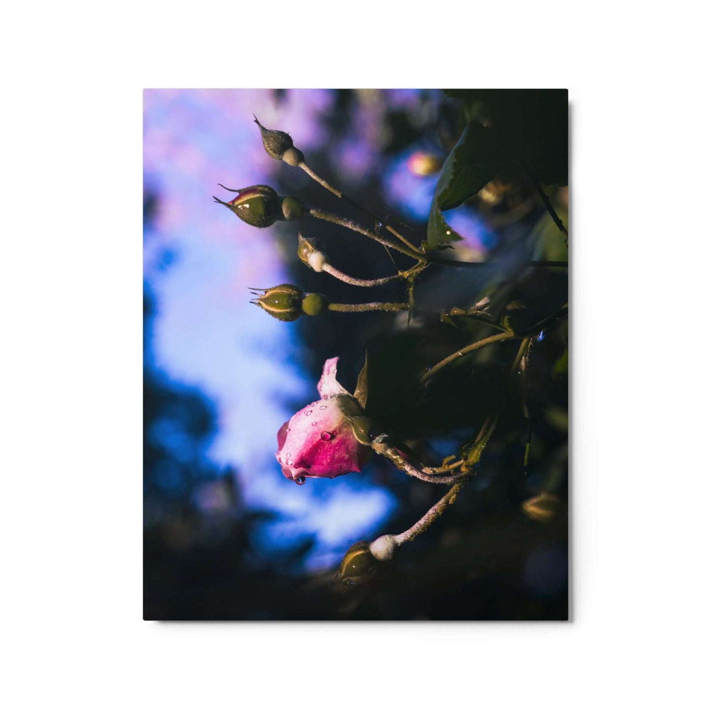 Pink rose raindrop