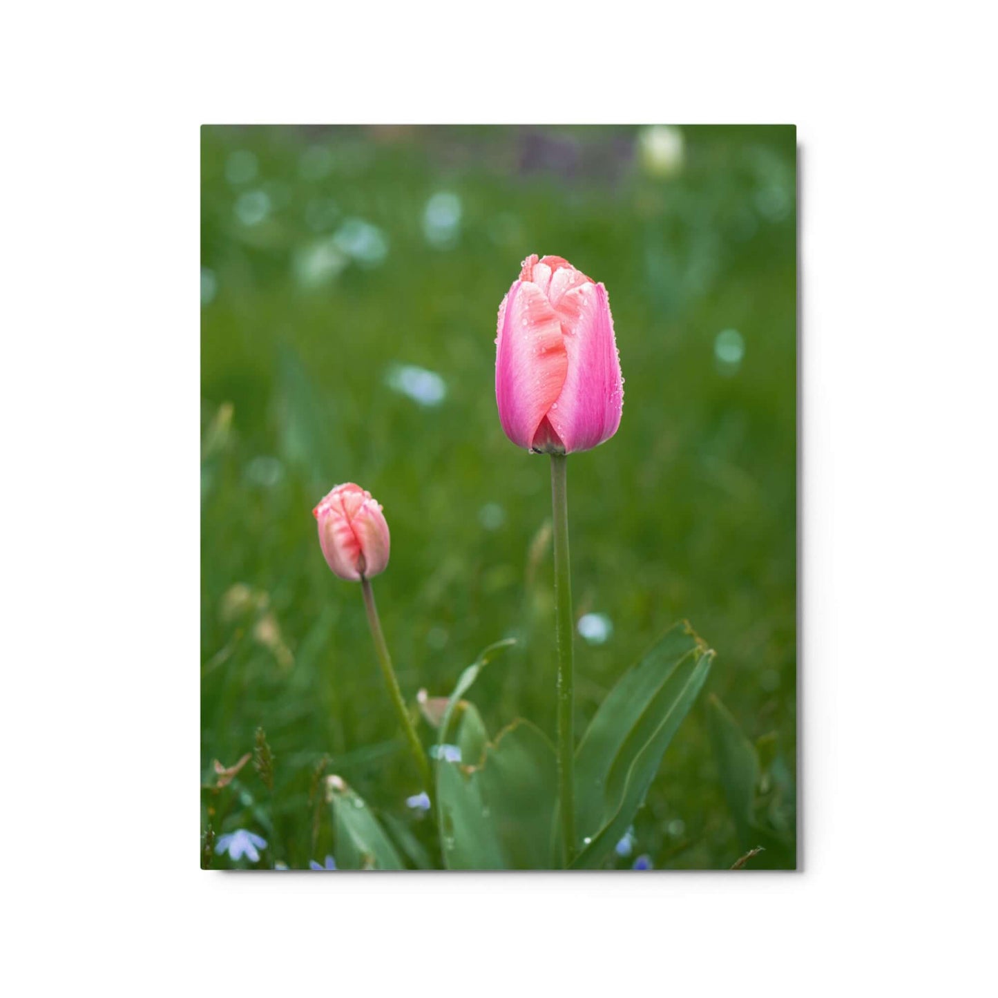 Pink tulips