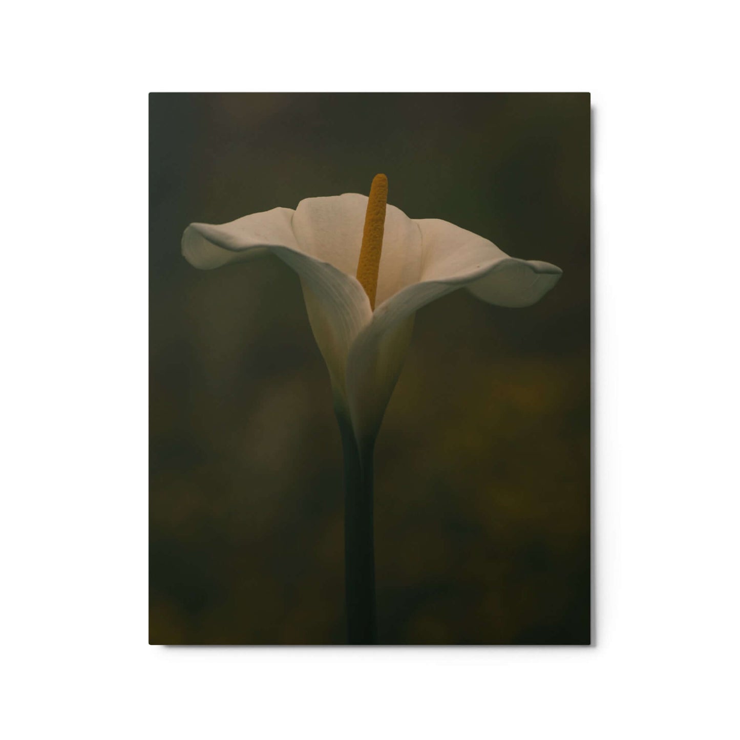 White Calla Lily flower