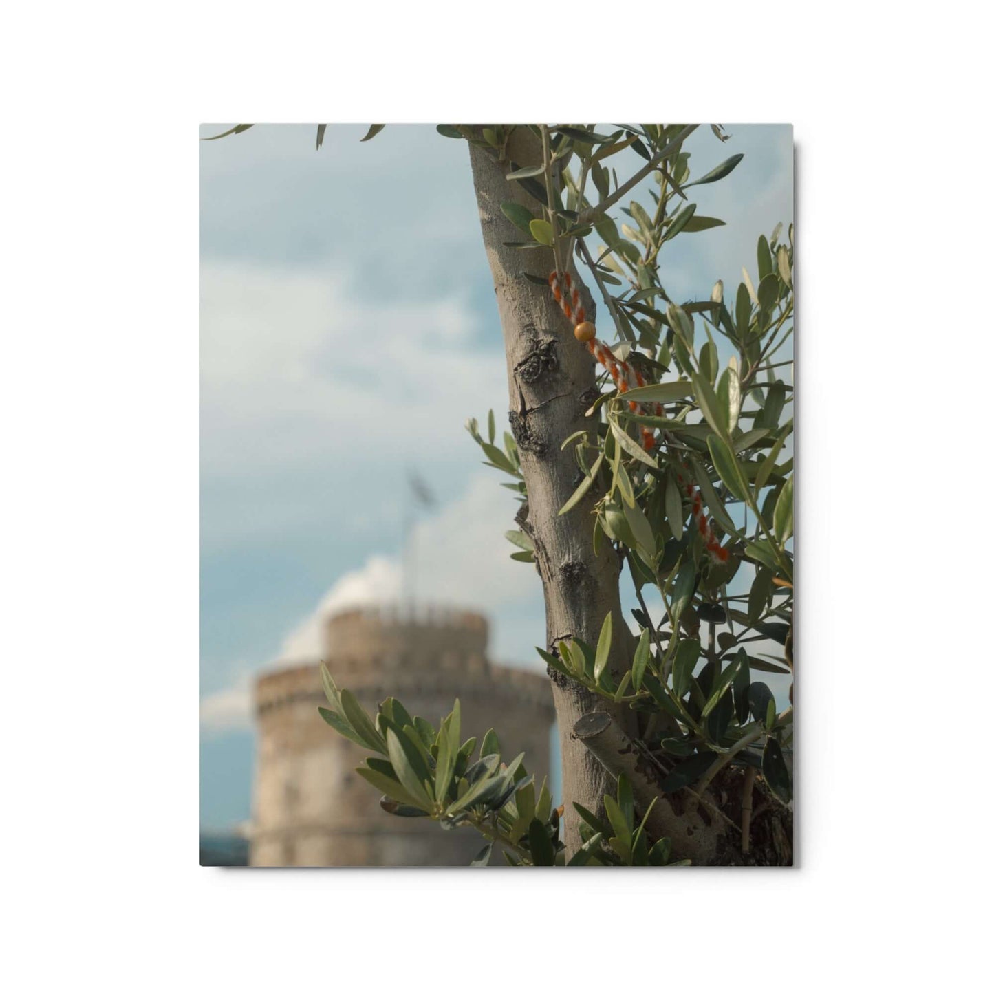 Olive tree, White tower Thessaloniki