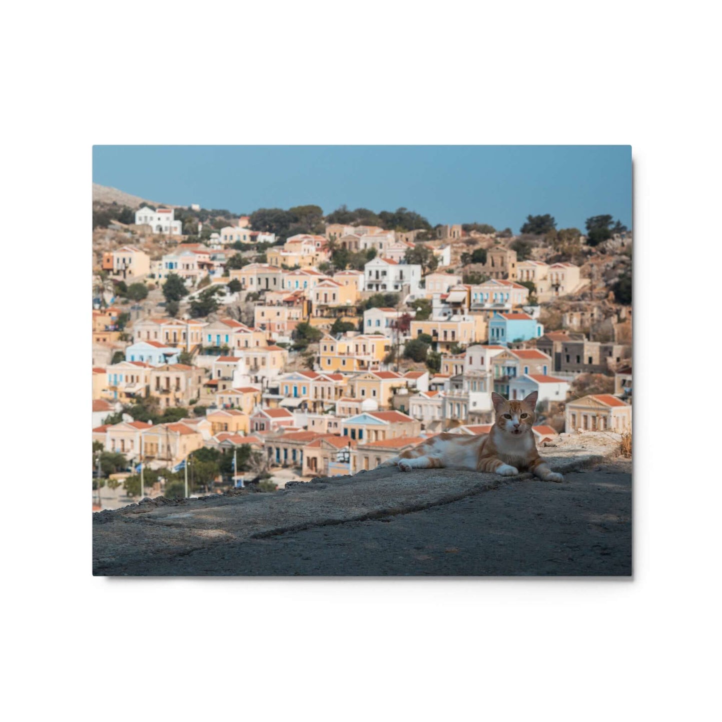 Cat at Symi island Greece