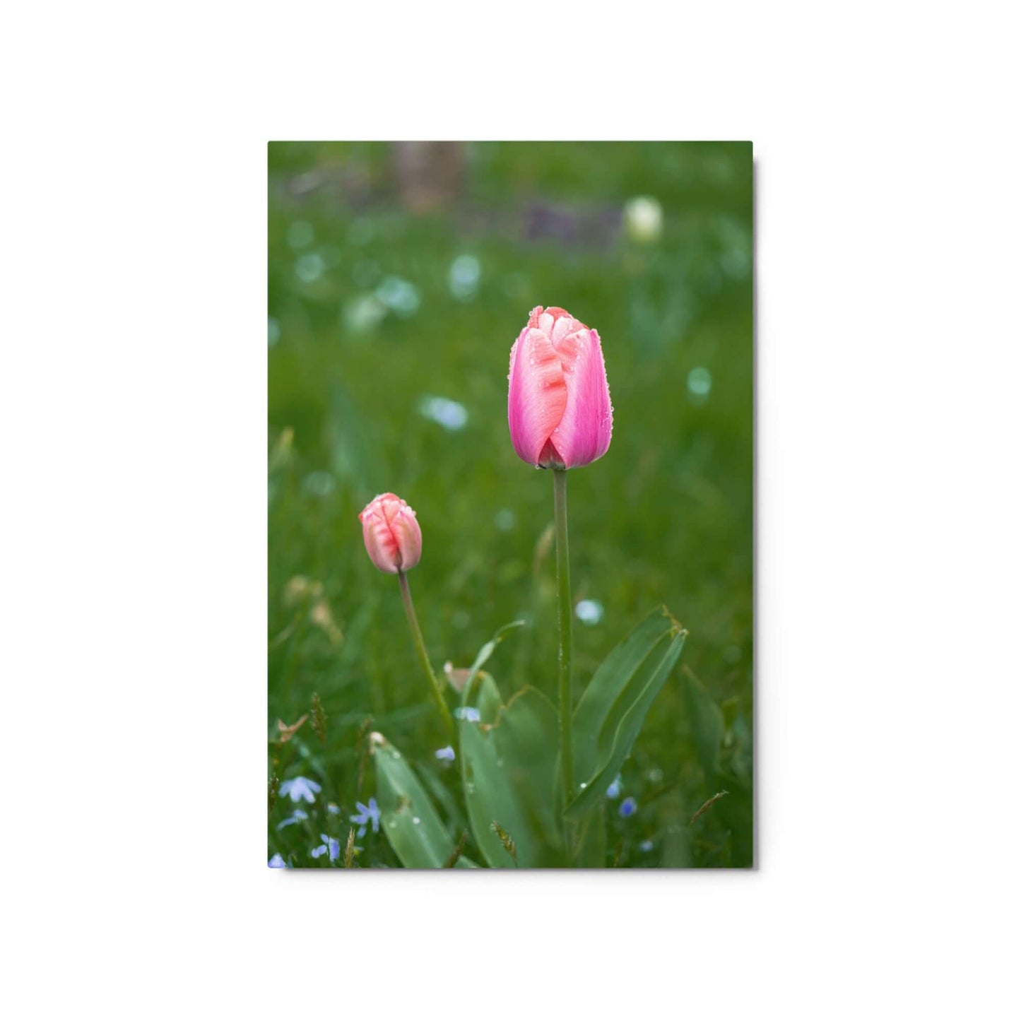 Pink tulips