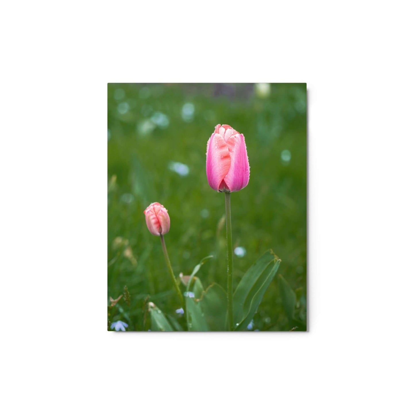 Pink tulips