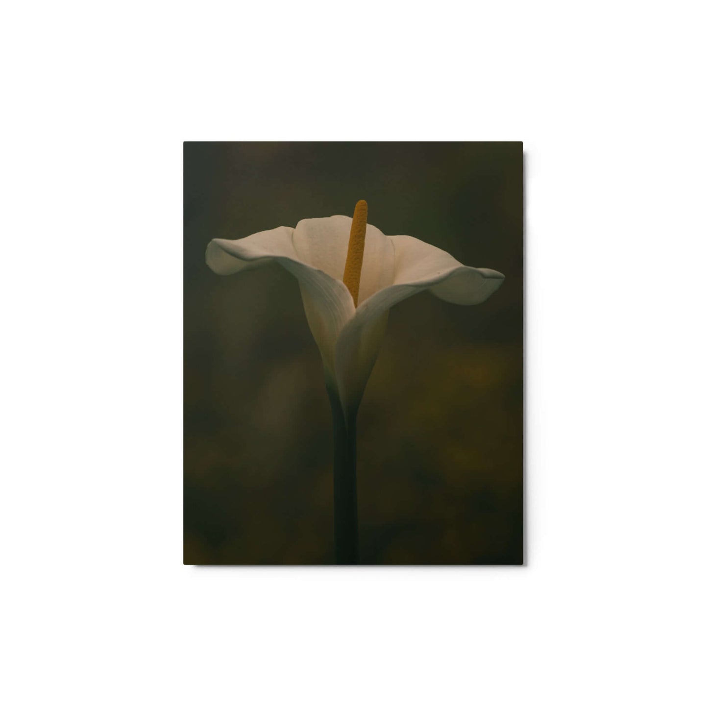 White Calla Lily flower