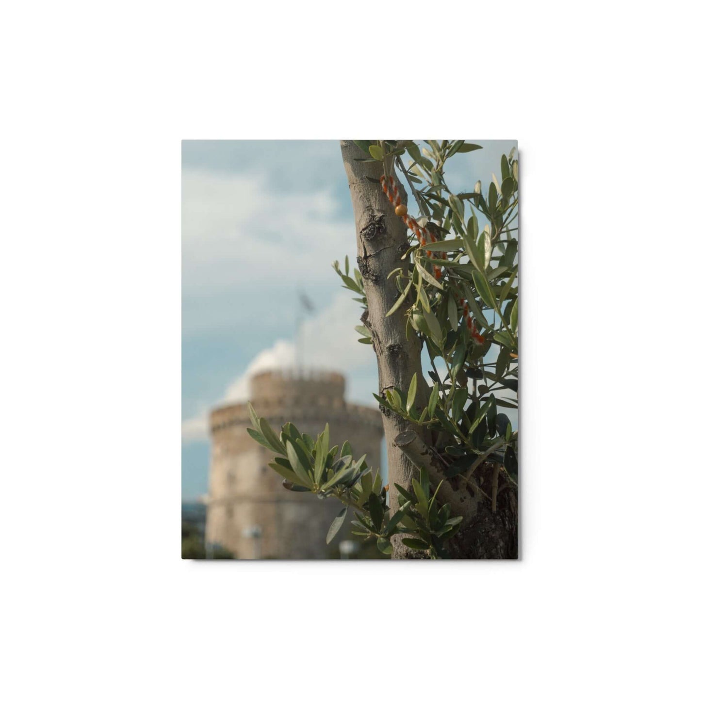 Olive tree, White tower Thessaloniki