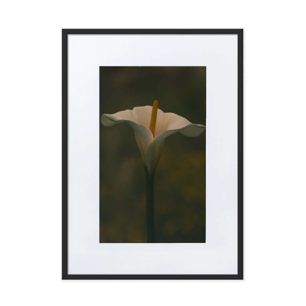 White Calla Lily flower